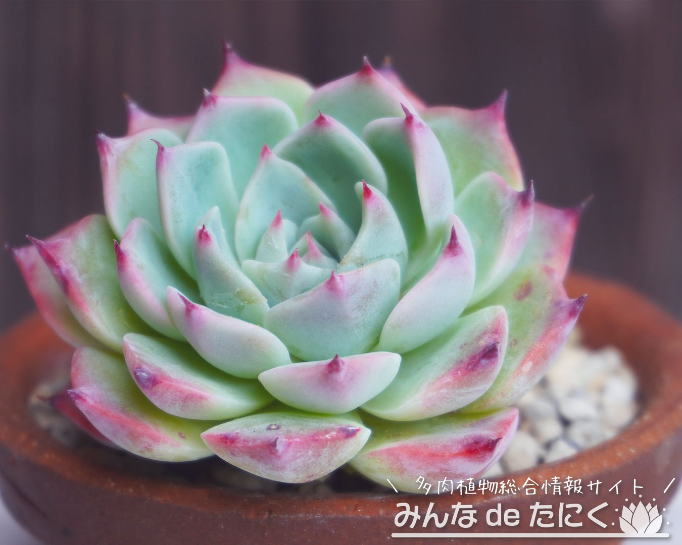 エケベリア チワワエンシス錦 送料無料 多肉植物 エケベリア パキフィツム 輸入苗 パキフィツム・コンパクツムが紅葉中です。 | 多肉格闘記 多肉