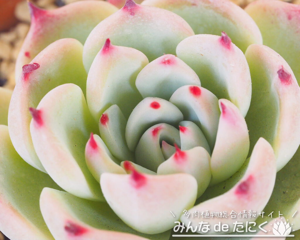 エケベリア チワワエンシス錦 送料無料 多肉植物 エケベリア パキフィツム 輸入苗 パキフィツム・コンパクツムが紅葉中です。 | 多肉格闘記 多肉