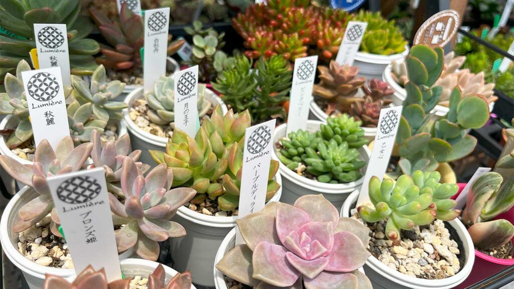 多肉植物 緑と赤のグラデーション*3 多肉植物 緑と赤のグラデーション*3 紅葉する多肉植物たち。秋の