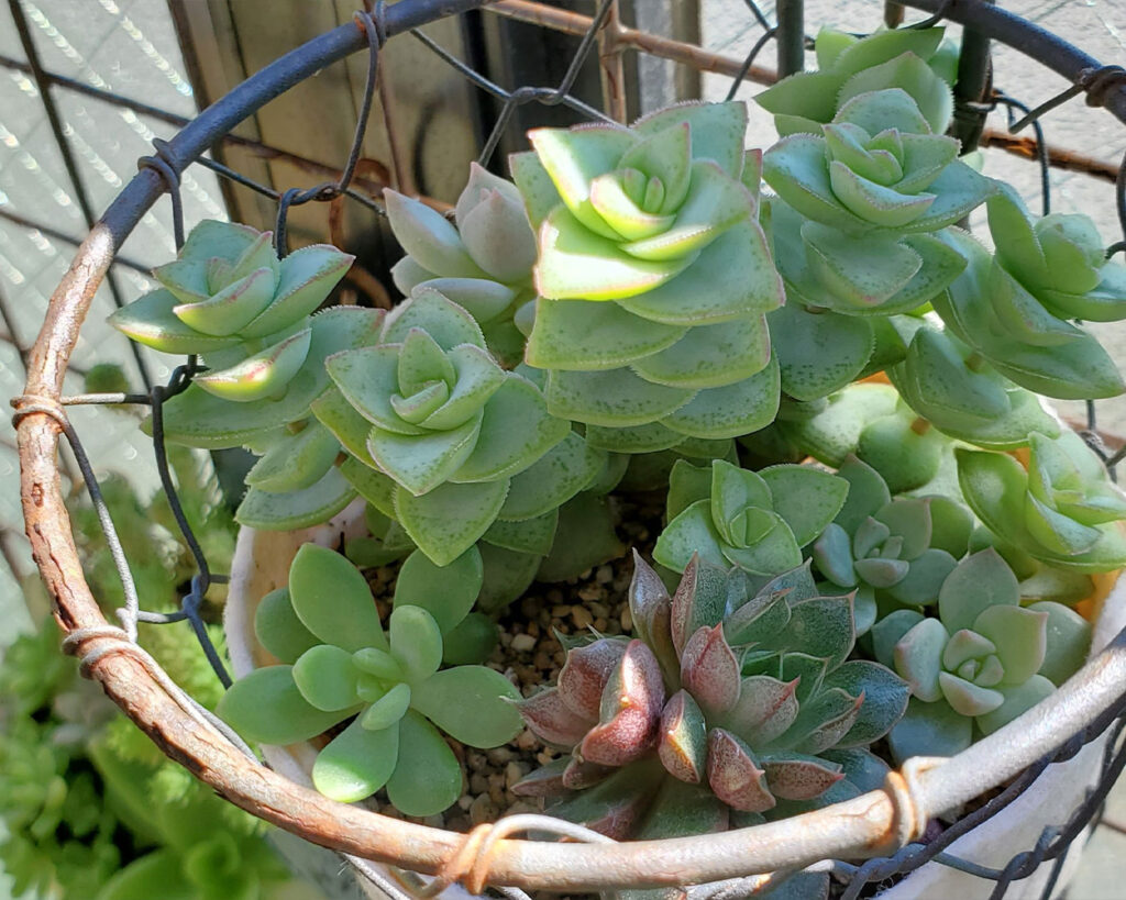 多肉植物　☆ 114 星の王子（ニシフォーム）