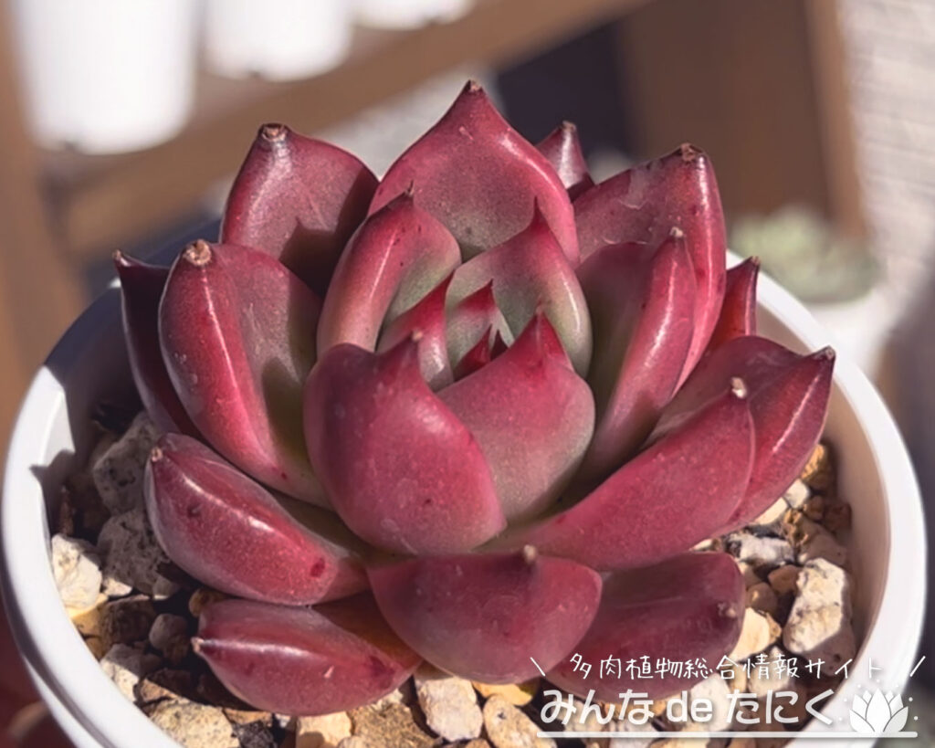ハニーピンク | 多肉植物図鑑 | みんなで多肉 