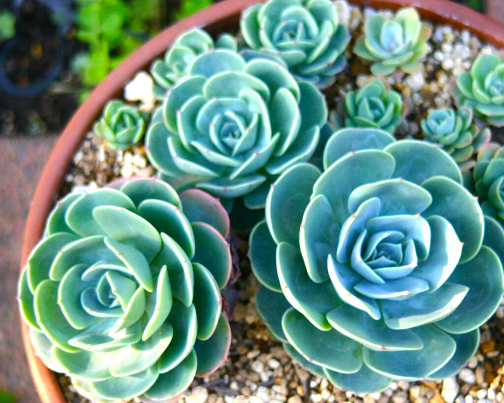 エケベリア七福神１２苗 No.12 七福神 抜き苗 多肉植物 - メルカリ