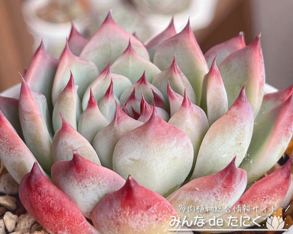 エケベリア チワワエンシス錦 送料無料 多肉植物 エケベリア パキフィツム 輸入苗 パキフィツム・コンパクツムが紅葉中です。 | 多肉格闘記 多肉