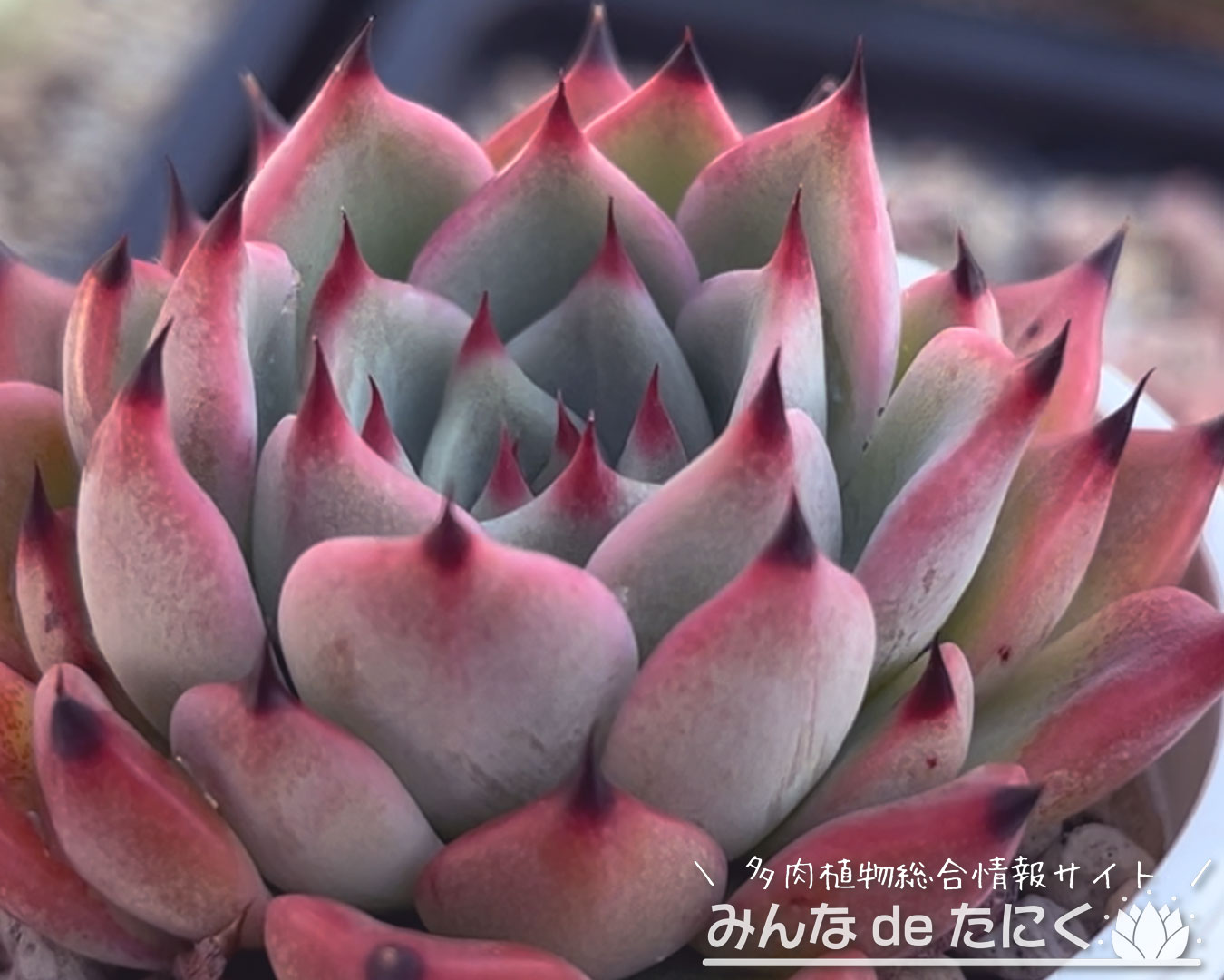 トスカーナ | 多肉植物図鑑 | みんなで多肉 