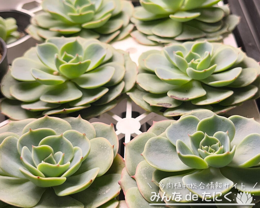 人気の多肉植物_エケベリア七福神