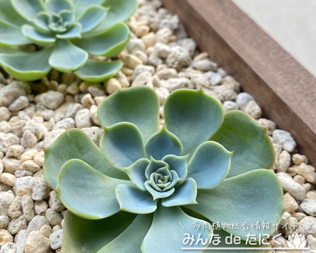 人気の多肉植物_エケベリア七福神