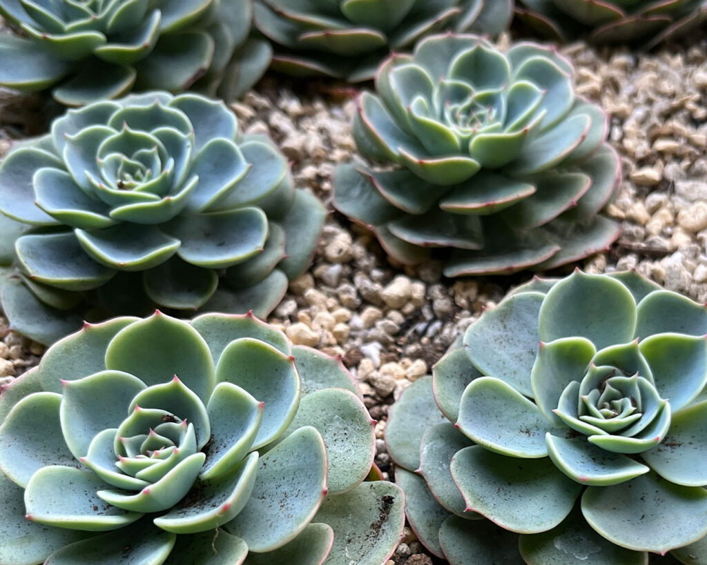 人気の多肉植物_エケベリア七福神