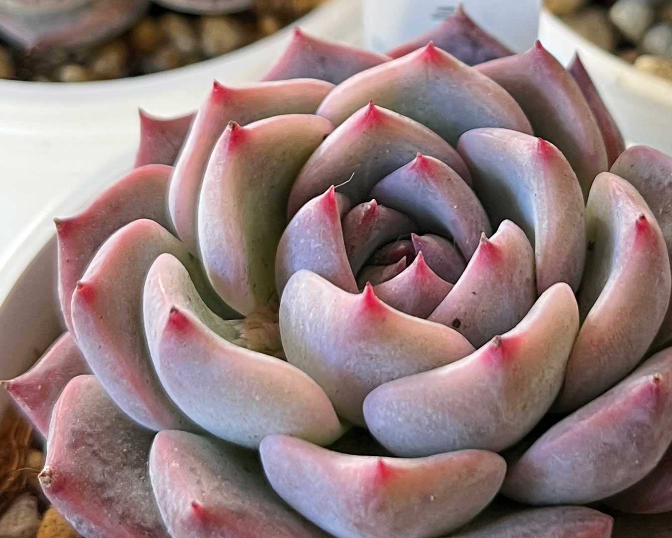 多肉植物24個 1003-D218 ピンクハニー エケベリア カット苗  : ！！多肉植物 ピンクハニー #ＰＨ 韓国苗 美苗 農園直売