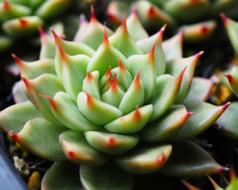 トスカーナ | 多肉植物図鑑 | みんなで多肉 