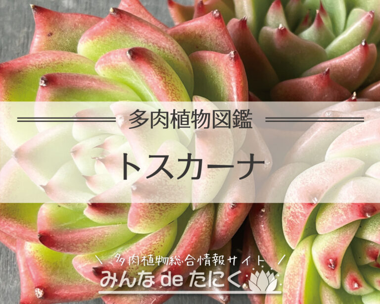 トスカーナ | 多肉植物図鑑 | みんなで多肉 