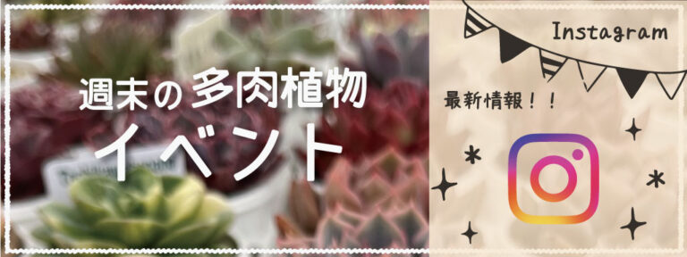 インスタで最新情報_週末の多肉植物イベント