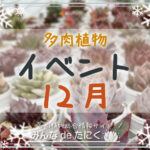 多肉植物のイベント12月