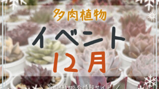 多肉植物のイベント12月