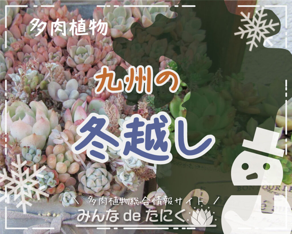 多肉植物の冬越し_九州