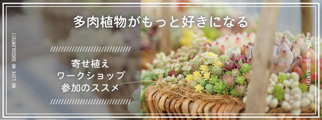 多肉植物の寄せ植えワークショップ