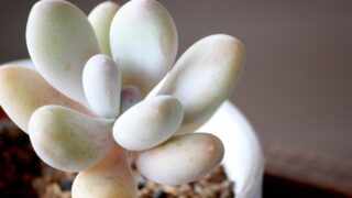 多肉植物　星美人　抜き苗 多肉植物⭐︎星美人 - メルカリ