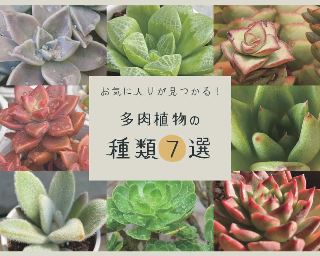 育てやすい多肉植物一覧