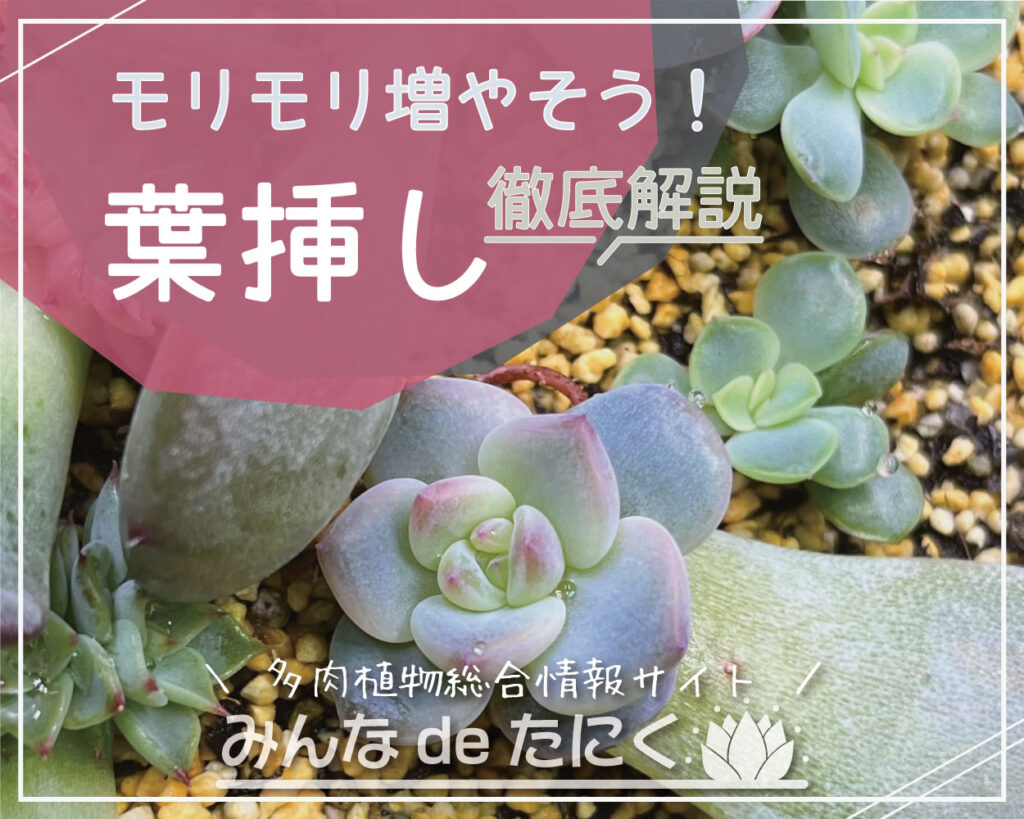 葉挿しのやり方_多肉植物