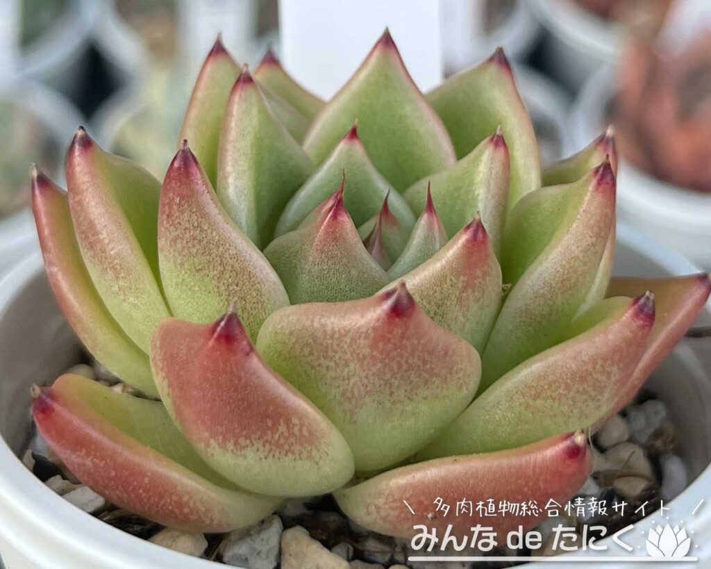 トスカーナ | 多肉植物図鑑 | みんなで多肉 