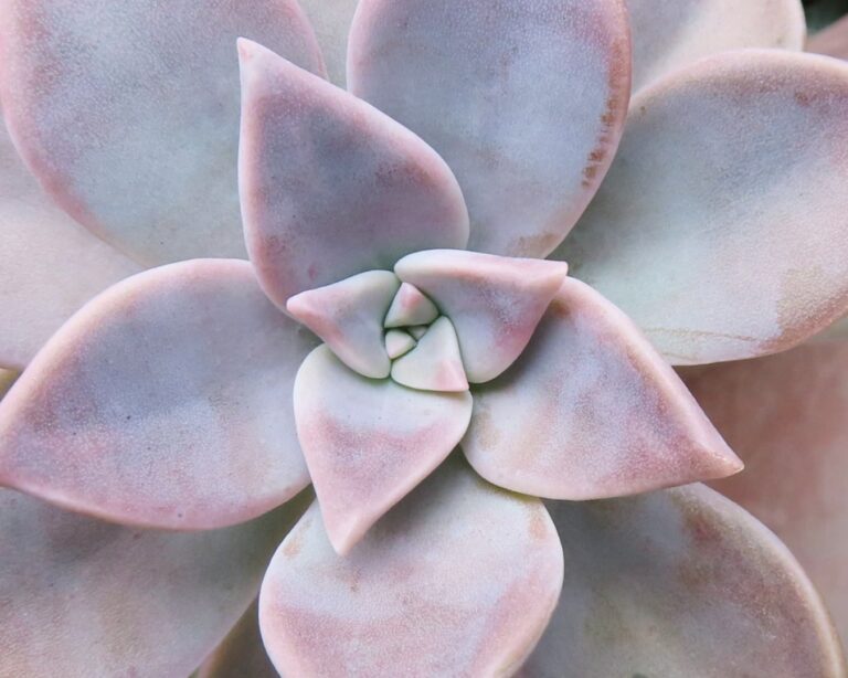 朧月_多肉植物図鑑