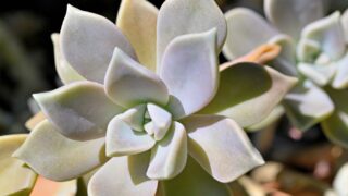 朧月_多肉植物図鑑3-320x180.jpg