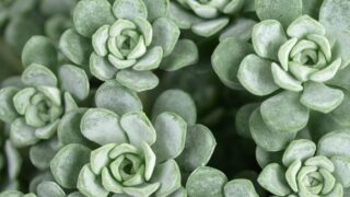 白雪ミセバヤ_多肉植物図鑑2-